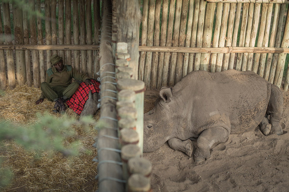 Here Sudan is seen, sleeping as close to Ringo as possible, through the enclosure