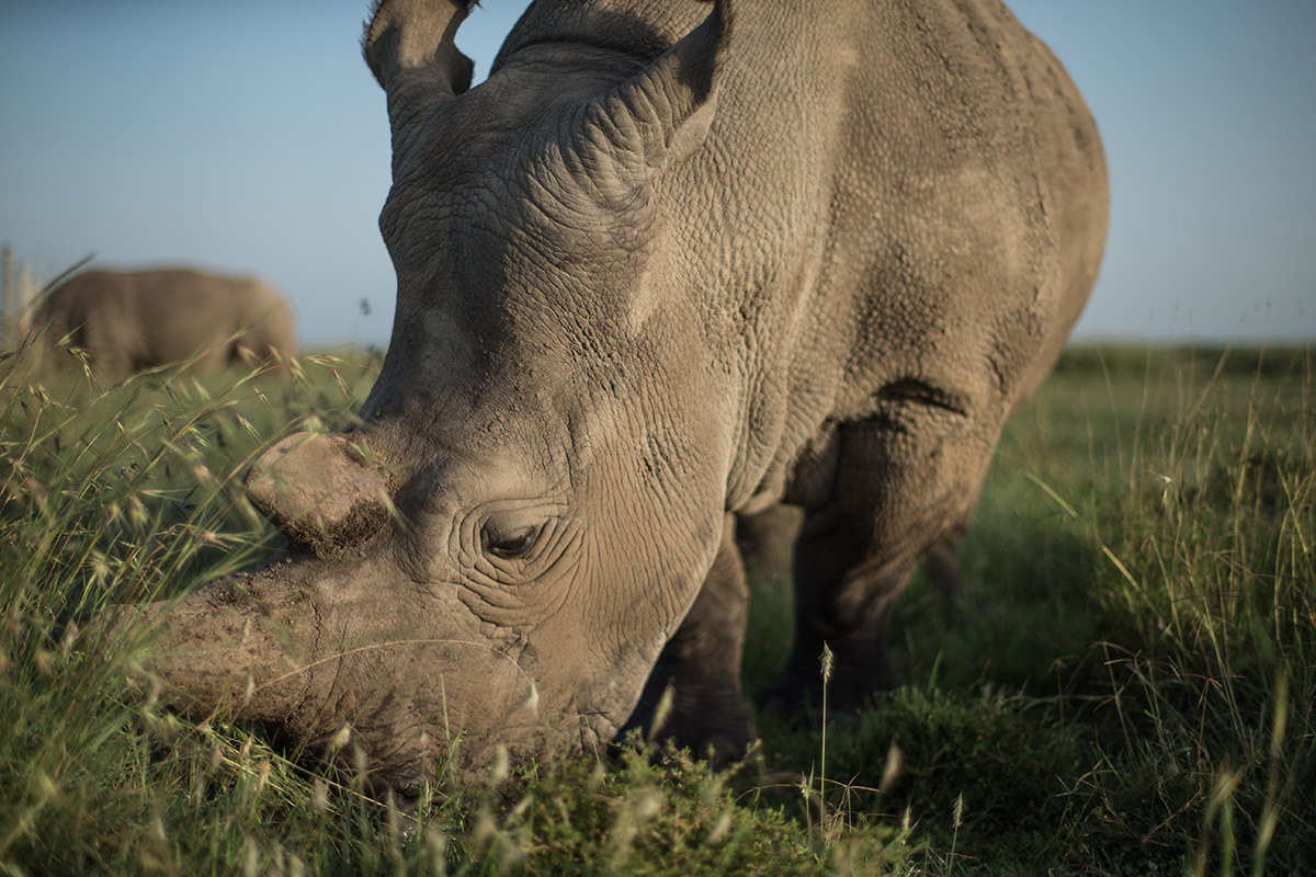 One of the last two female northern white rhinos on earth