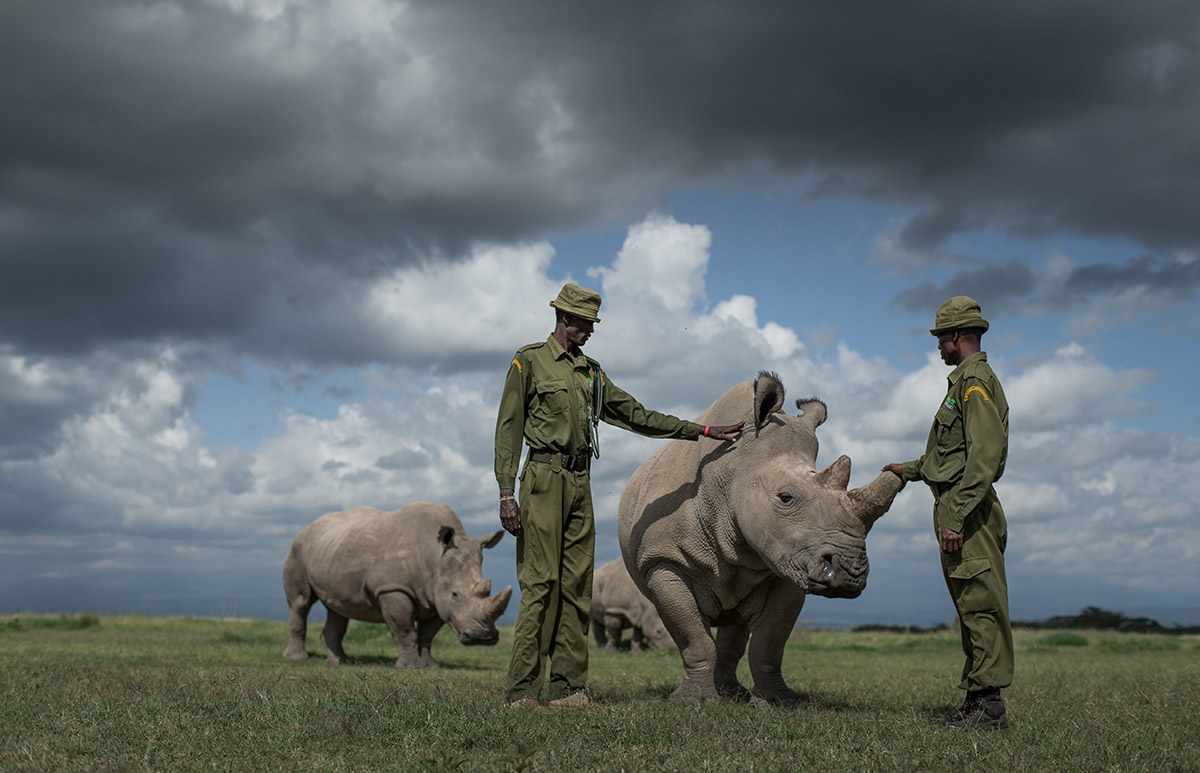 Peter and Jacob caregivers of the last three northern white rhino on earth